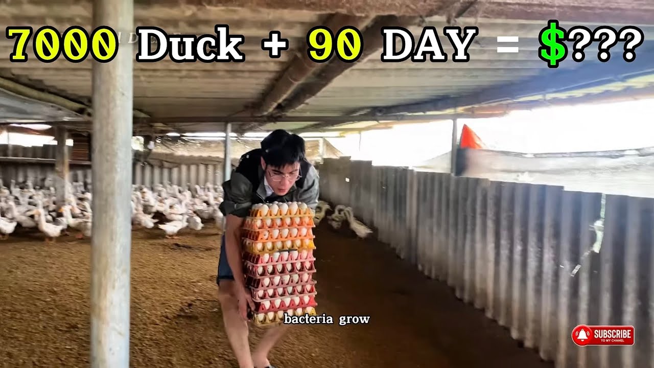 Why Beginners Lose Money in 90 Days of Duck Farming (Hidden Mistakes)