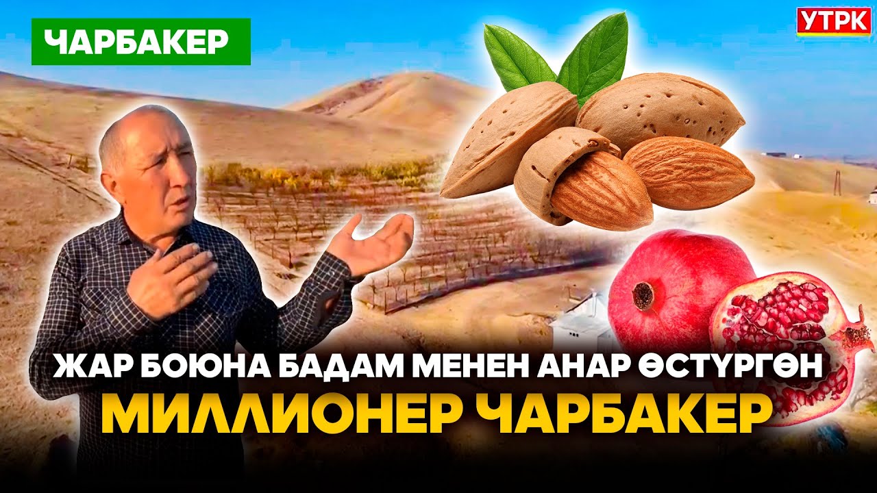 Жар боюна бадам менен анар өстүргөн миллионер Чарбакер // 