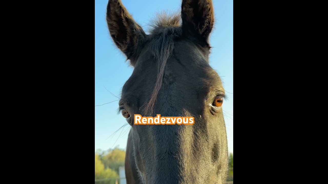 Schau mir in die Augen Gro&szlig;er&hearts;️ #thisiswhatyoucamefor #pony #horse #nature #horselover