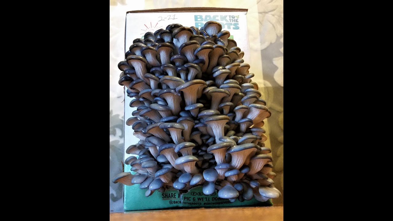Blue Oyster mushroom Time Lapse