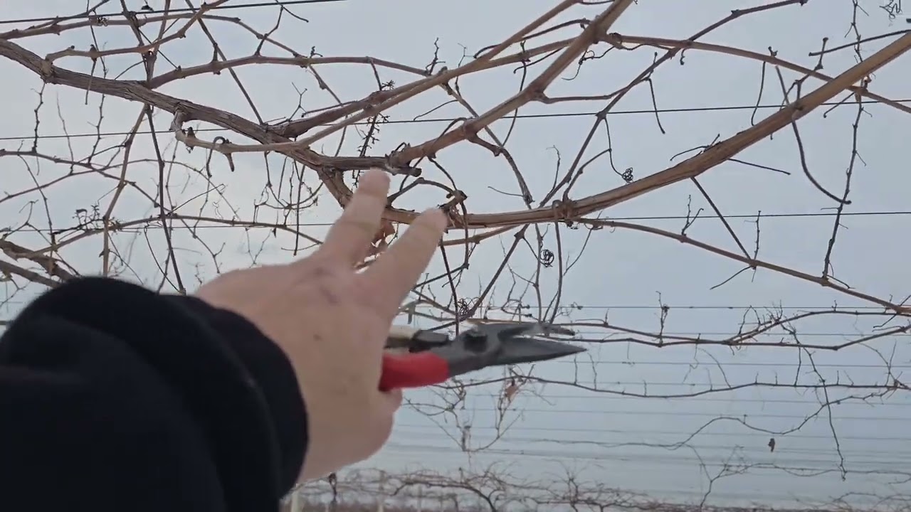 ❄️ Оё дар–13°С Ангурро сармо намезанад Ангур ба хунукӣ тобовар аст.Барои иқлими мо мувофиқ.918777726