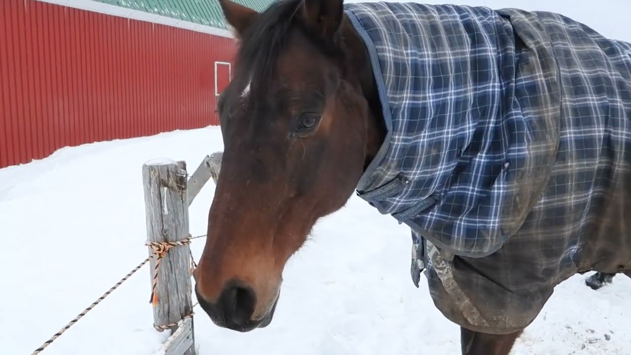 収牧が待ち遠しいザッツザプレンティ