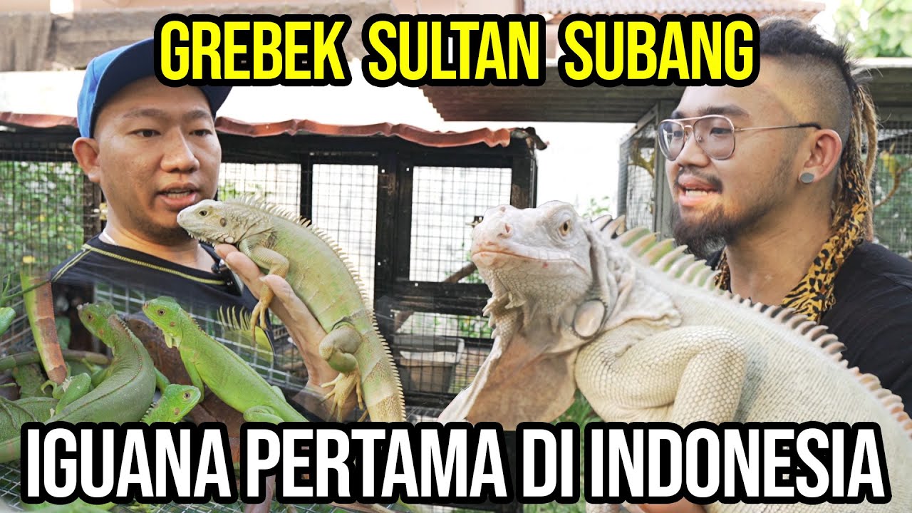 SADIS !! PENANGKARAN IGUANA THANOS 150 JT SULTAN SUBANG , PERTAMA DI INDONESIA !!!