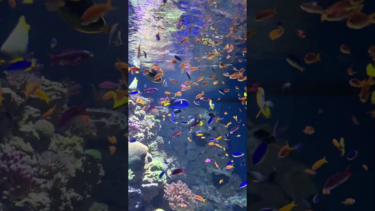 10,000 Gallon Coral Reef Tank