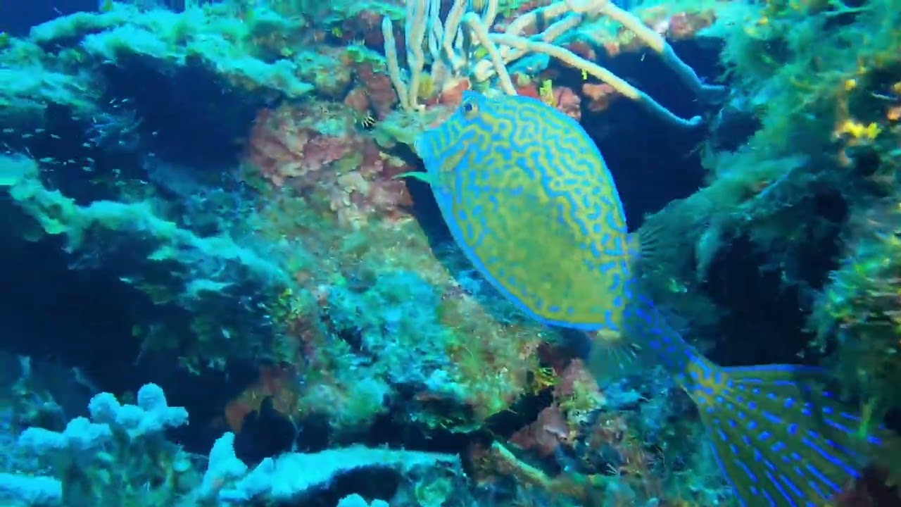 Drift dive -Roatan - Aug 20, 2023 - Scorpionfish, Lionfish, Porcupinefish, Nudibranch