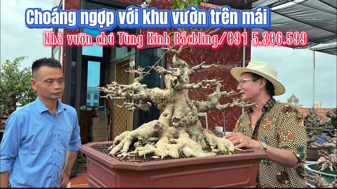 Choáng ngợp.! Với khu vườn trên mái T5 của chú Tùng Kính Băcbling/0915.306.599 | Quảng Tùng