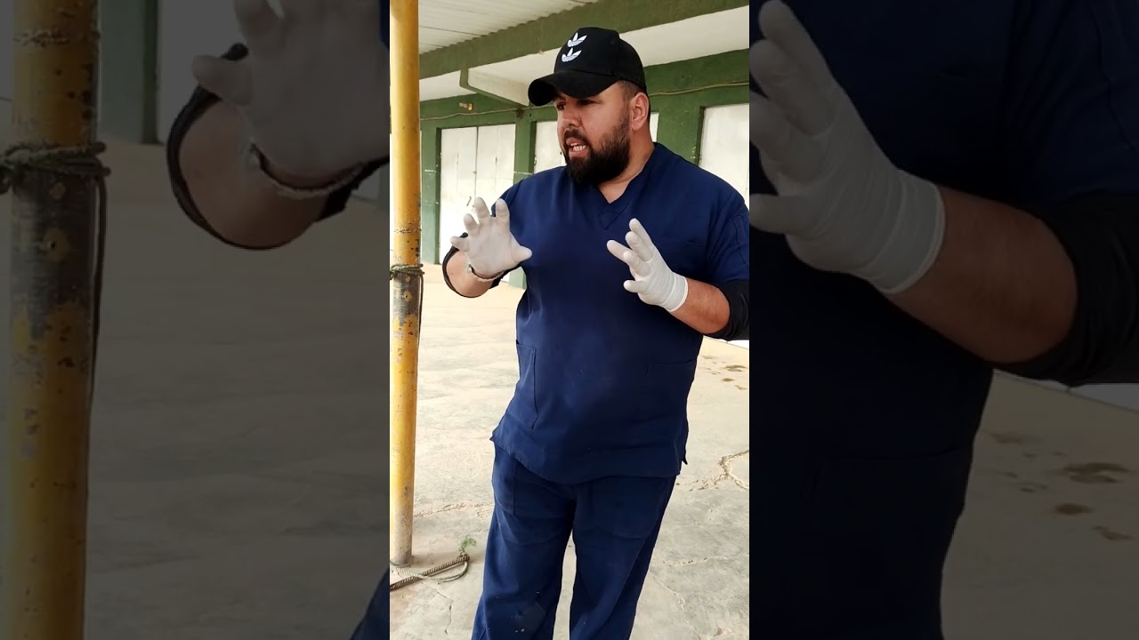 مرض طفيليات الدم.مرض ابوصفار في الابقار .شرح مبسط عن مرض ابو صفار Parasitic disease in cattle