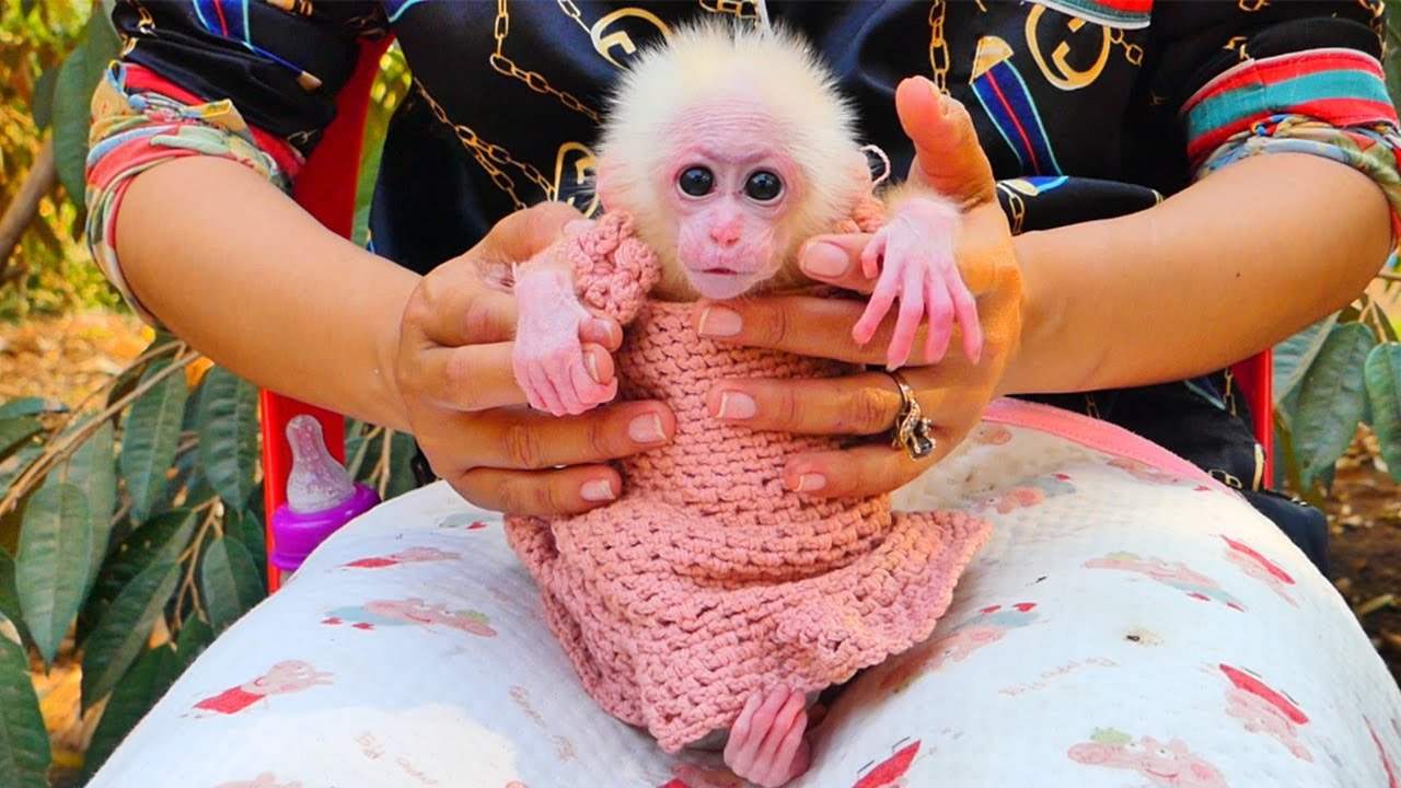 Mommy trying to comfort Kira as her own baby | Cute baby monkey very lovely and smart