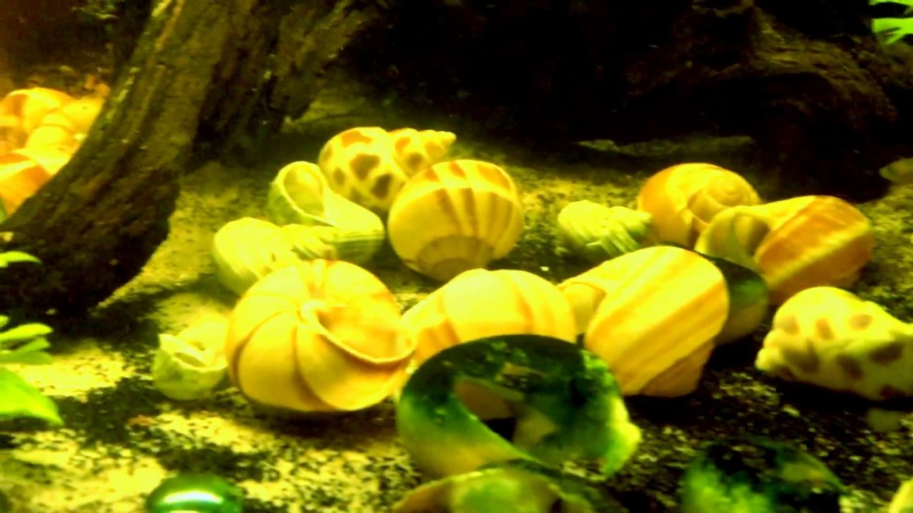 New additions - Lake Tanganyika biotope