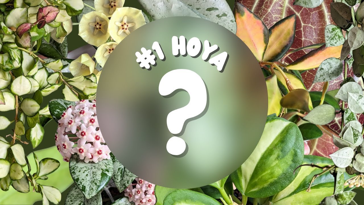 Ranking my ENTIRE hoya collection