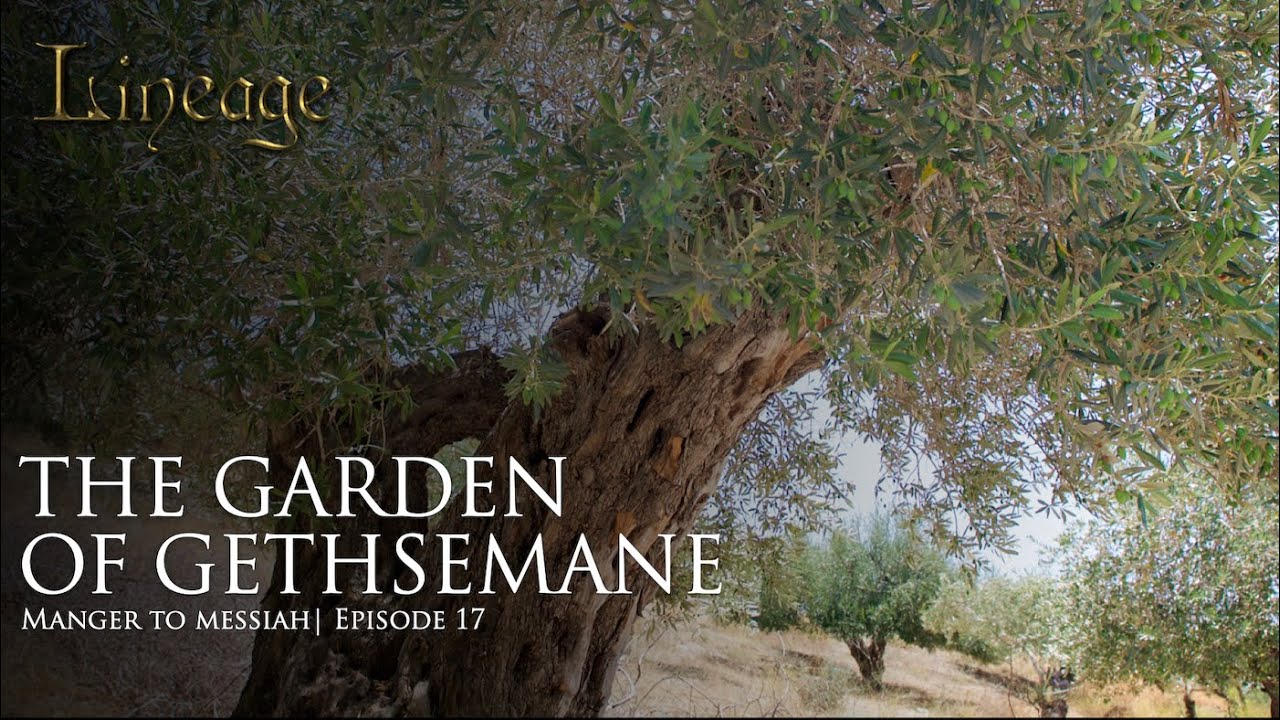 The Garden of Gethsemane | Manger to Messiah | Episode 17 | Lineage