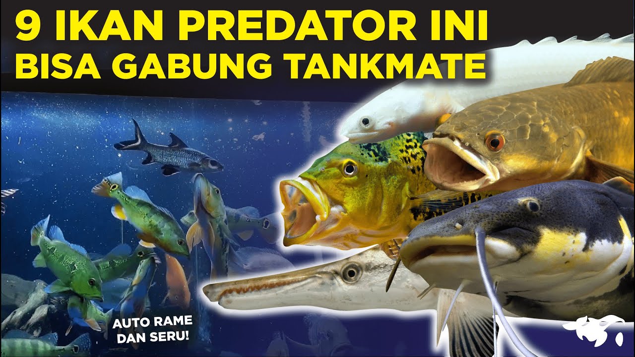 DIJAMIN AMAN! 9 IKAN PREDATOR YANG BISA DIGABUNG SEBAGAI TANKMATE