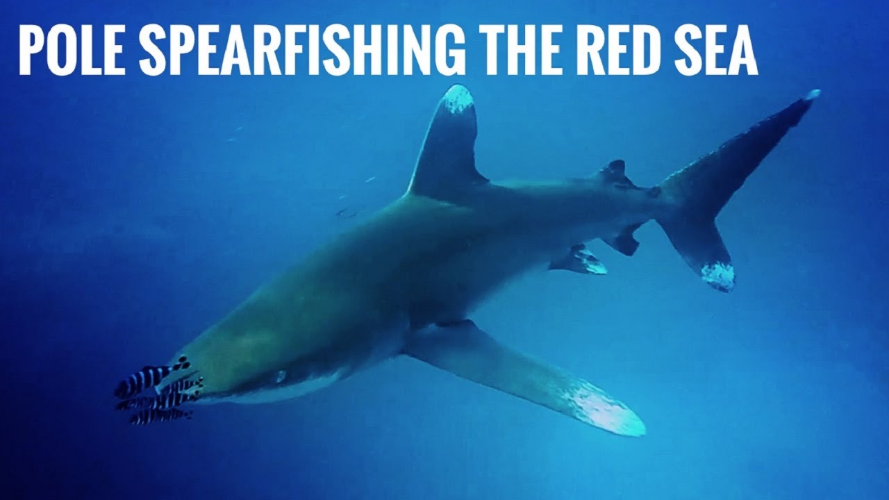 Sudan, Red Sea - Freediving Shipwrecks