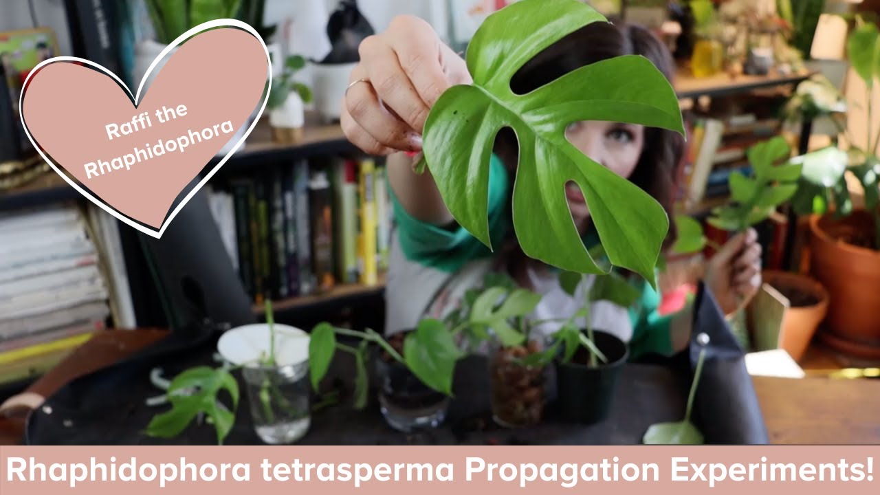 How to Propagate Rhaphidophora tetrasperma (mini monstera) / Propagation experiment