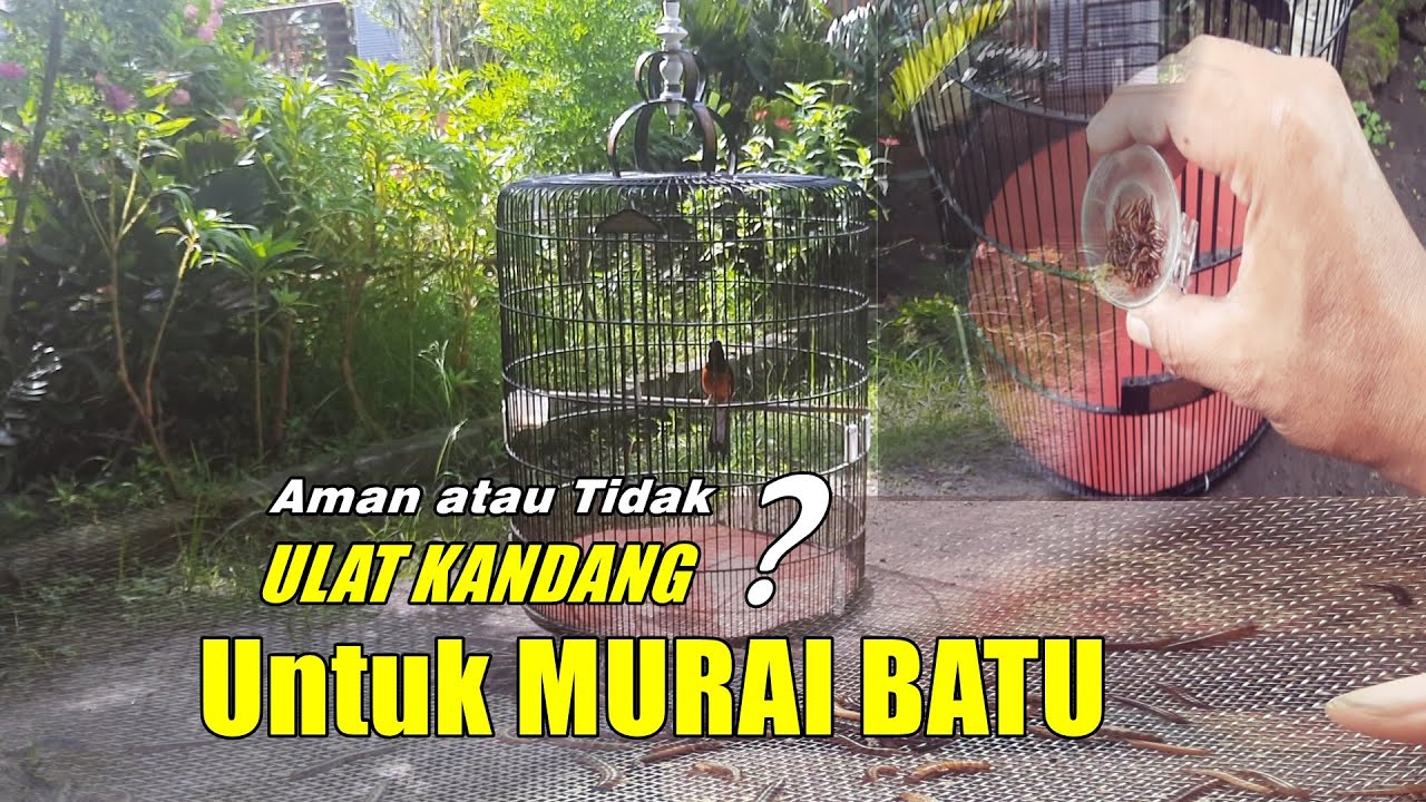 Apakah ULAT KANDANG aman untuk murai batu ?