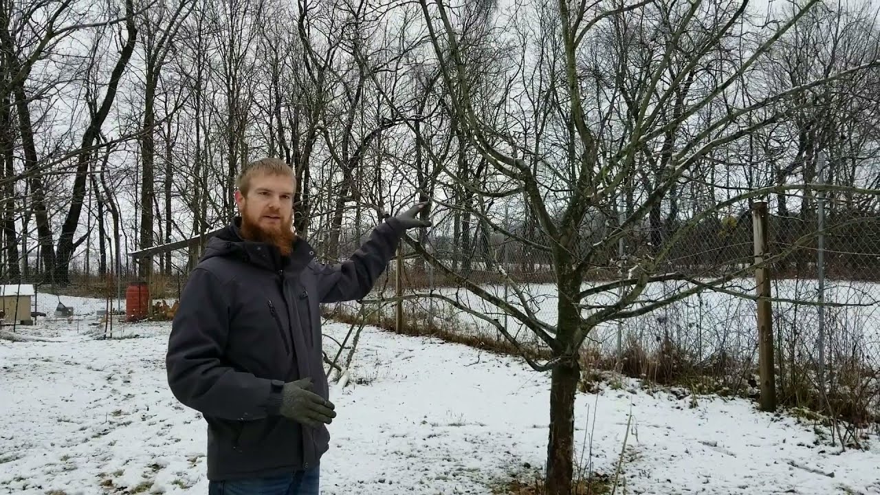 Apple Tree Training And Rootstock Considerations For Healthy Trees