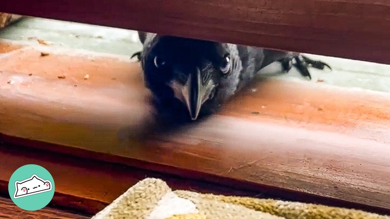 Wild Crow And Groundhog Visit These People Every Day | Cuddle Buddies