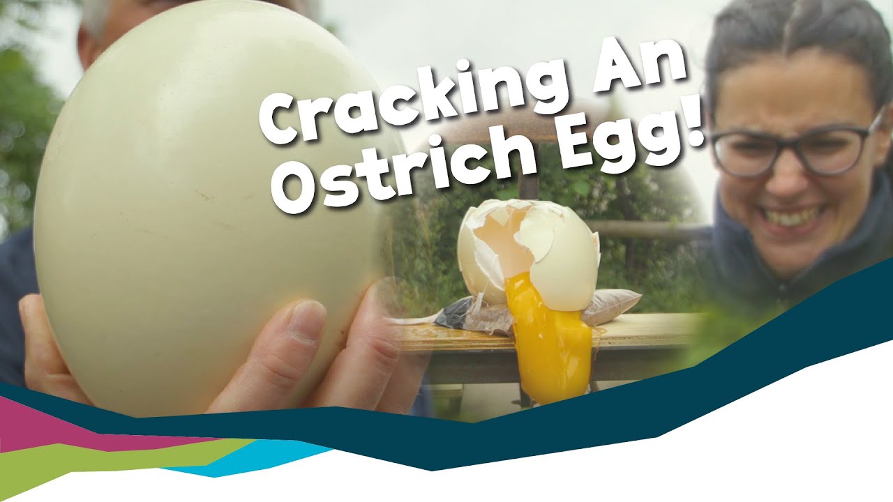 Cracking the Uncrackable: Can We Open an Ostrich Egg?