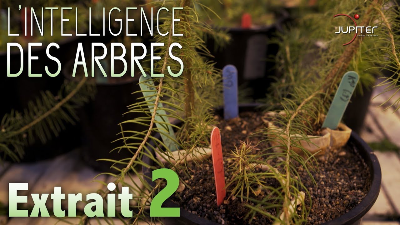 L'Intelligence des Arbres // Extrait 02 // VF