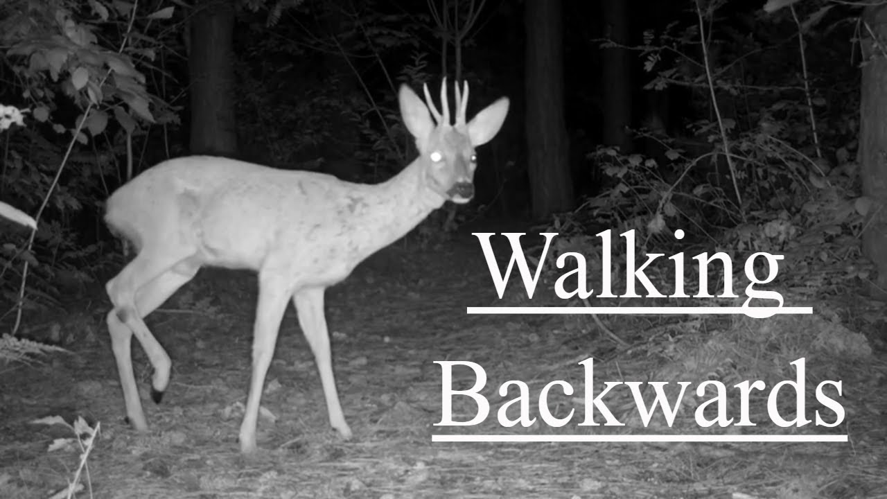 Forest Animals Walking Backwards - Trail Camera Footage 2020 Reversed