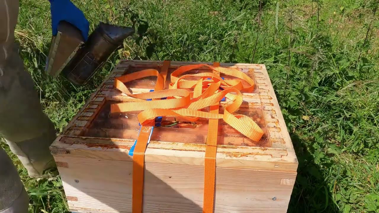 Moving hives to a better apiary with a little disaster along the way!