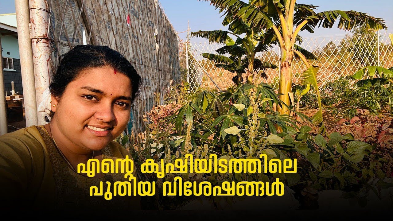 after a long time, My morning vlog എൻറെ കൃഷിയിടത്തിലെ പുതിയ വിശേഷങ്ങൾ
