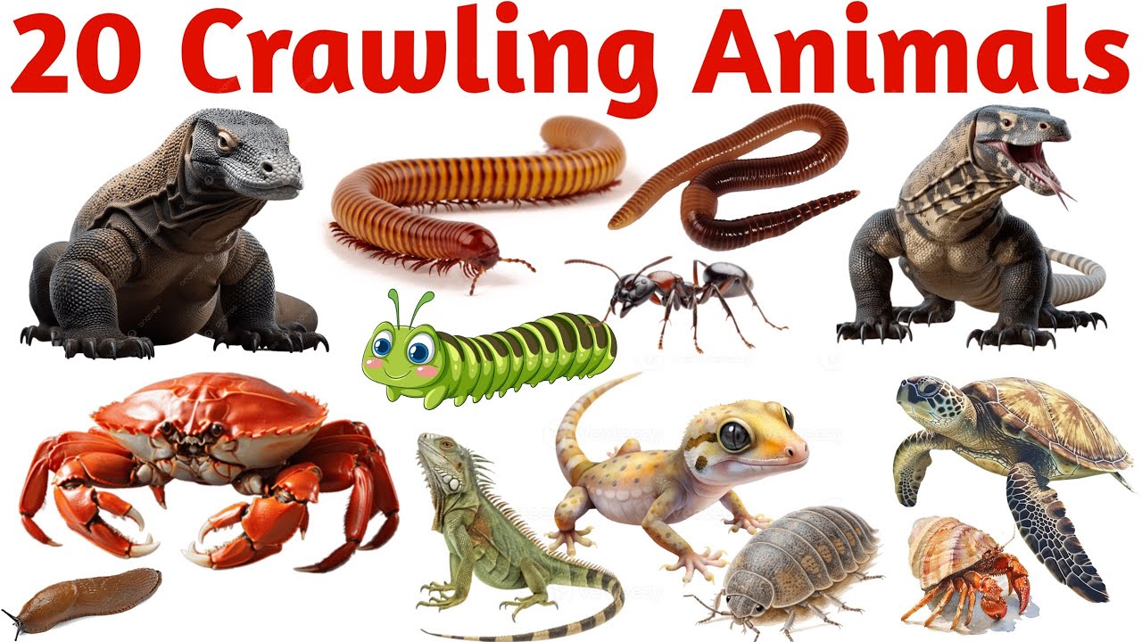 20 रेंगने वाले जानवरों के नाम | Learn 20 Crawling Animals Names in English with Pictures for Kids