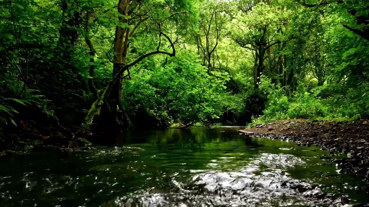 9 HOURS OF CALMING FOREST STREAM SOUNDS, RELAXING WATER & BIRDSONG