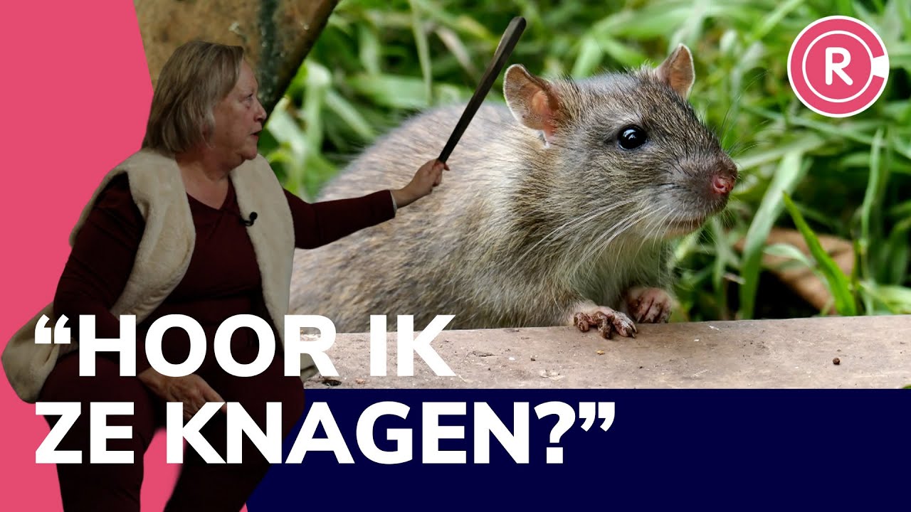 Wie is verantwoordelijk voor de rattenoverlast?