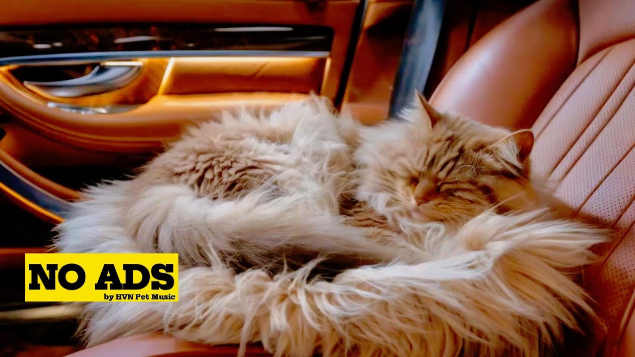 9 HOURS | Stress Free Rides - Soothing Road Trip Music for Cats | HVN Pet Music