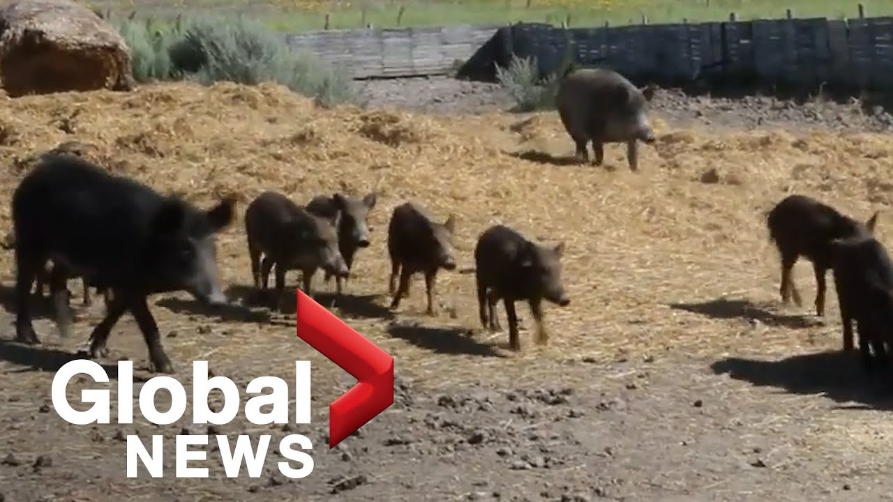 The danger of wild pigs in Canada