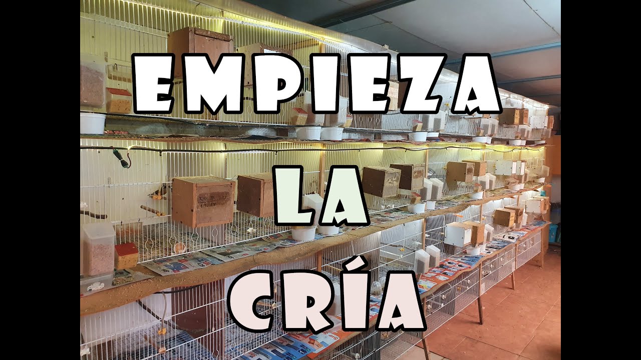 Empezamos la CRÍA de exóticos 2023