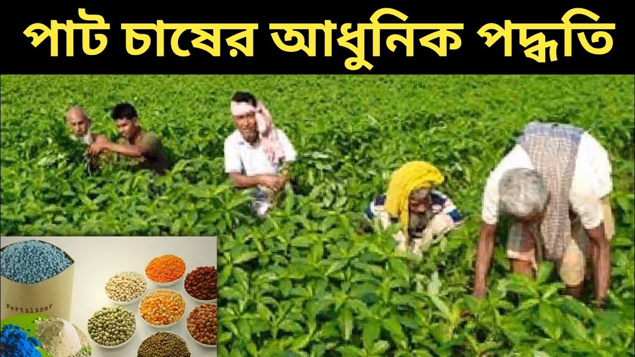 পাট চাষের আধুনিক পদ্ধতি A টু Z | Jute Cultivation Method