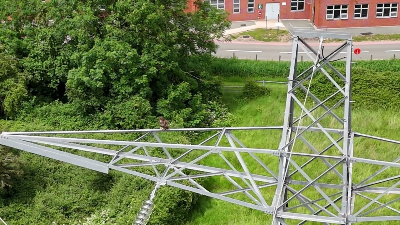 DJI mini 4 Pro approaches a Common Buzzard on a Pylon