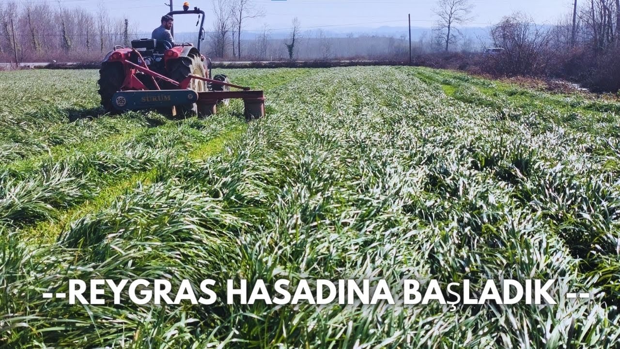 İNEKLERE SÜT OTU VERMEYE BAŞLADIK / REYGRAS OTU SILAJI DENİYORUZ ..