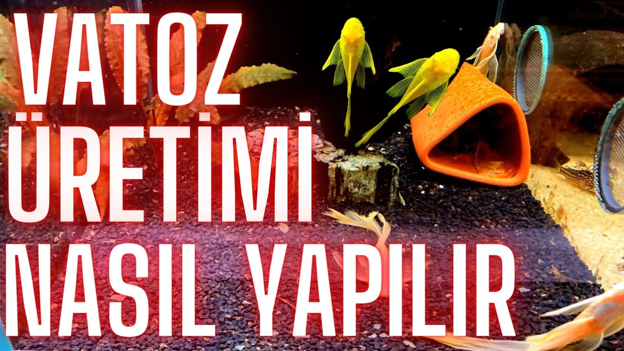 L144 TÜL VATOZ ÜRETİMİ ERKEK NEDEN KÜP TUTMUYOR BÜTÜN SORULARIN CEVAPLARI-Akvaryum balıkları