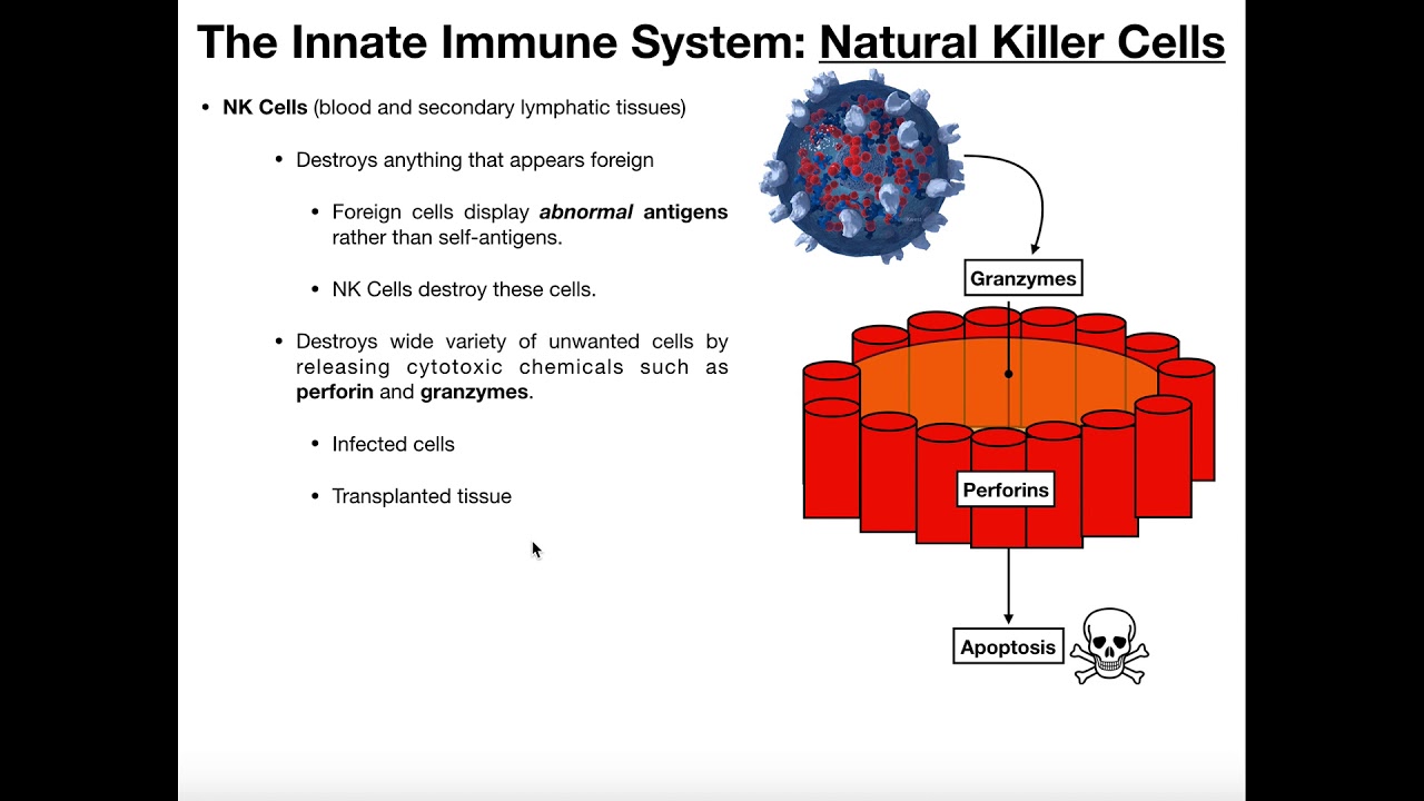 Physiology of Mechanism of Natural Killer (NK) Cells