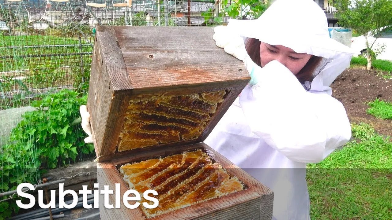 Сбор традиционного японского меда. Apis cerana japonica (с субтитрами)