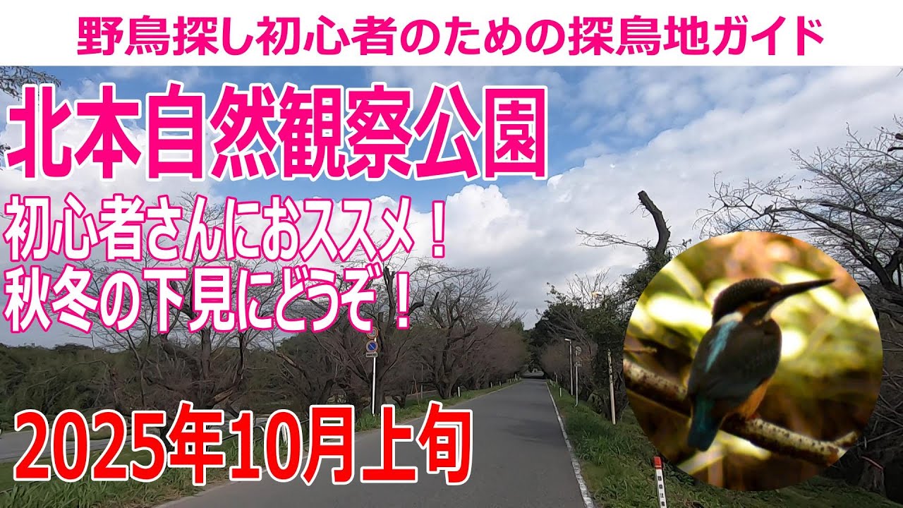 北本自然観察公園(埼玉県)の探鳥地レポート　初心者さんにおススメ！秋冬の下見にどうぞ！　2025年10上旬