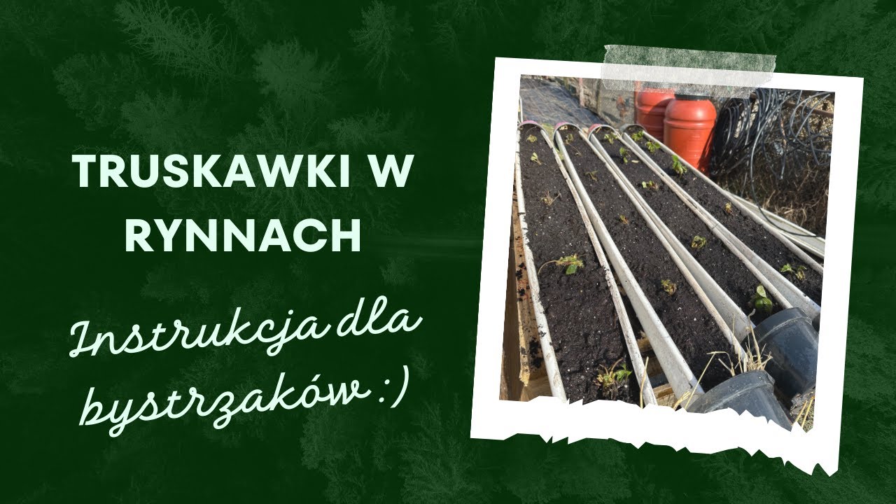 Truskawki w rynnach - instrukcja dla bystrzaków!
