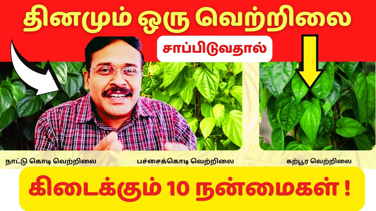 வெற்றிலையின் 10 நன்மைகள் | 10 betel-leaf health benefits