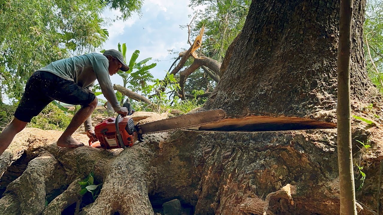 Difficult and Dangerous ‼️ Cut down the octopus-rooted trembesi tree.