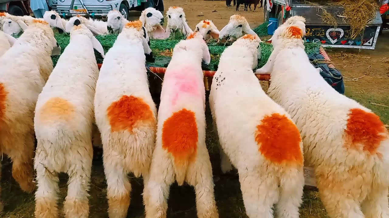 Bakra Mandi in Pakistan 2021