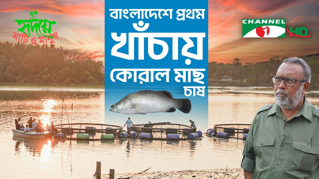 আন্ধারমানিক নদীতে খাঁচায় কোরাল মাছের চাষ | Shykh Seraj | Channel i |