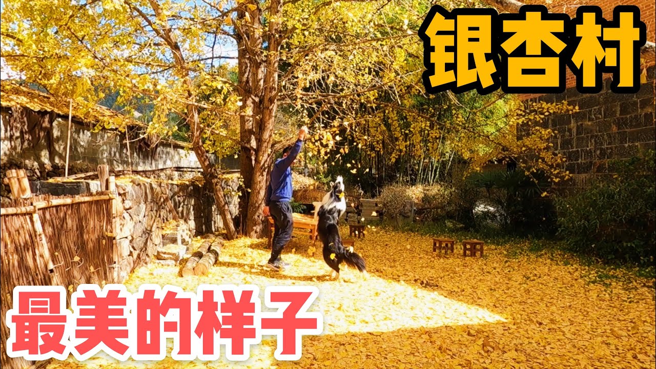 AL158集：云南银杏村，最美的时光都藏在角落里，半斤被美女看上疯狂夸赞「Eng Sub」