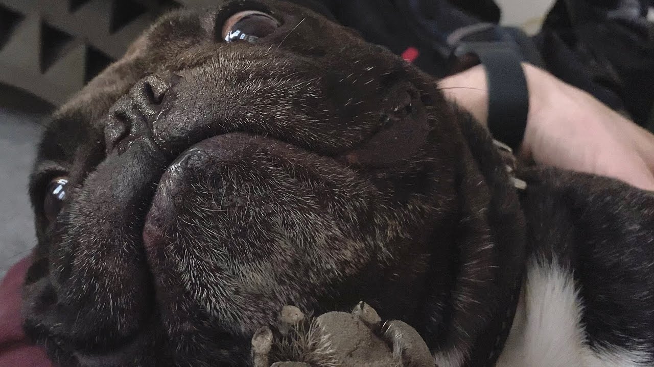 A French Bulldog spent the evening in this way