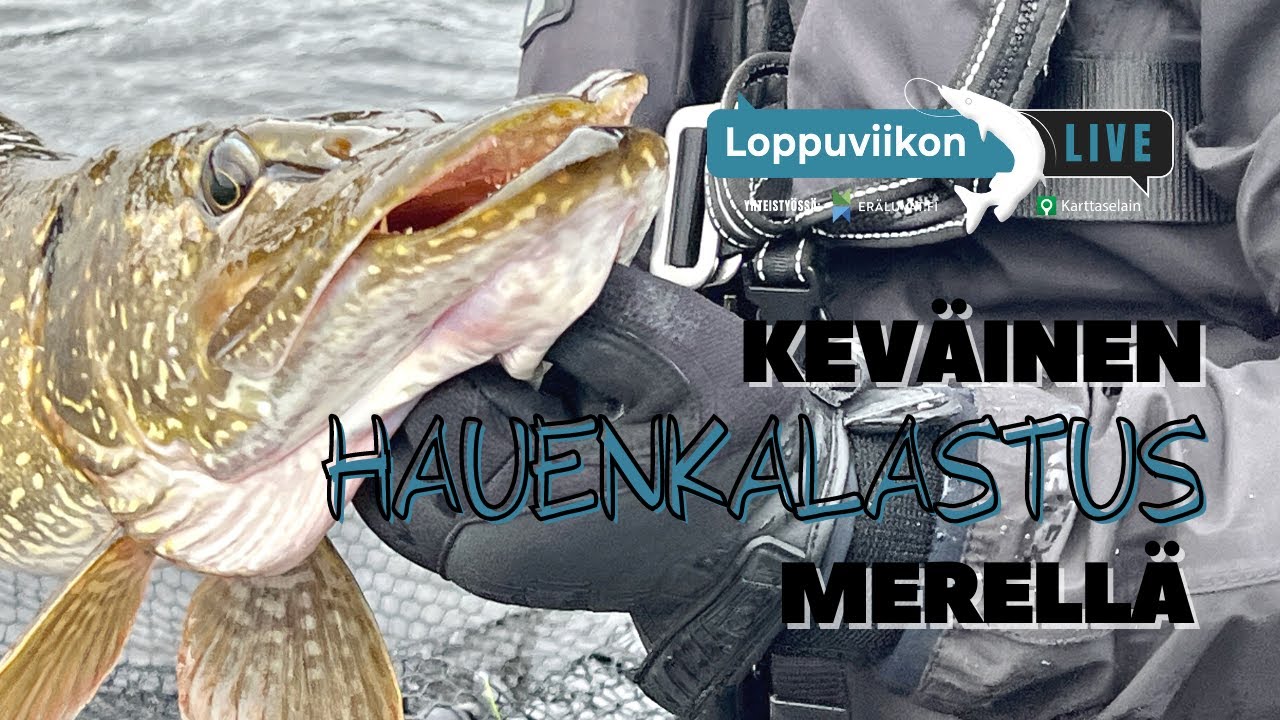 Keväinen hauenkalastus merellä | Loppuviikon LivE
