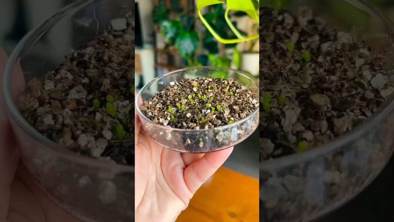 kakt&uuml;s tohumu &ccedil;imlendirme pt 2 🌵 #seeds #gardening #bitkibakımı #cactusseeds #seedstarting #cacti