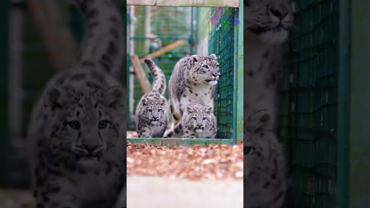 Wilderness Wonders: Cinematic Wildlife Highlights