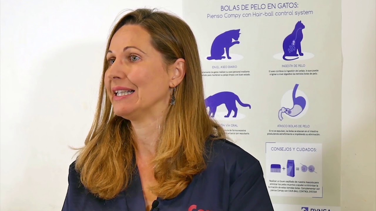 Cistitis idiop&aacute;tica felina